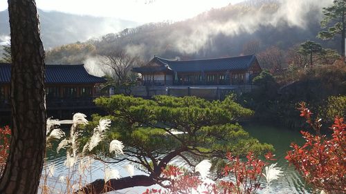 Panoramic view of trees and buildings during winter