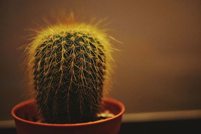 Close-up of cactus in pot