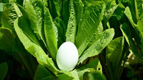Close-up of fresh green plant