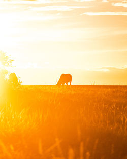 View of a horse grazing in field