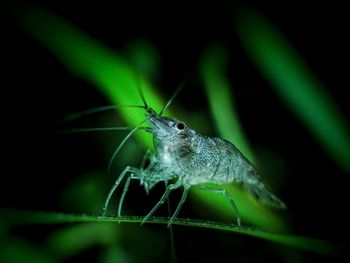 Close-up of insect on leaf