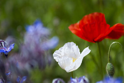 Close-up of white flowering plant