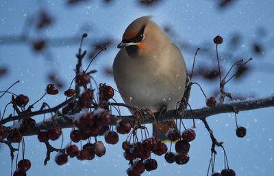 Cedar waxwing perching on branch