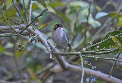 Close-up of bird perching on branch