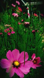 Close-up of pink flowers