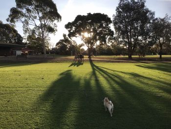 Dog standing on field