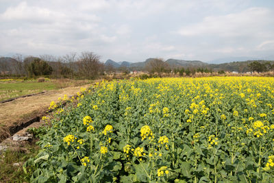 plant