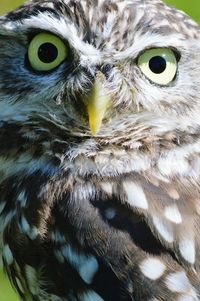 Close-up portrait of owl