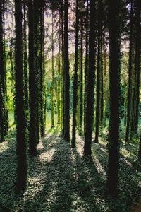 Trees growing in forest