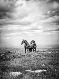 Horses on field against sky