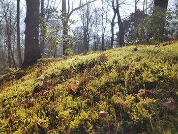 Close-up of fresh green plants against trees