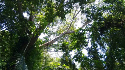 Low angle view of trees against sky