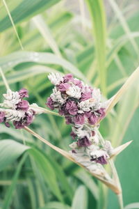 Close-up of pink flowering plant