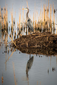 Blue heron perching in lake