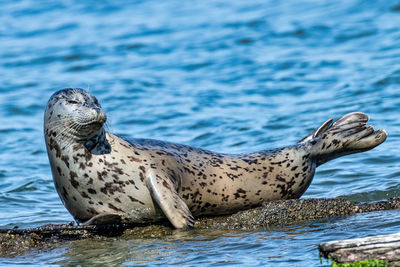 Harbor seal