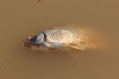 Close-up of fish underwater