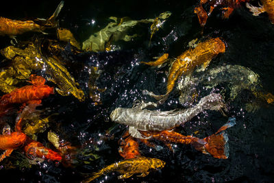 High angle view of koi carps swimming in sea