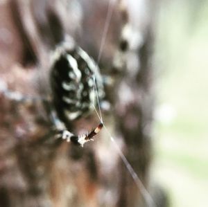 Close-up of spider on web