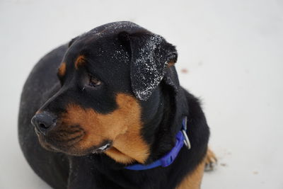 Close-up of black dog