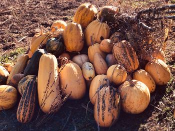 High angle view of pumpkins on field