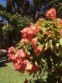 Close-up of pink flowering plants