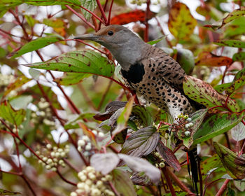 Close-up of bird perching on tree