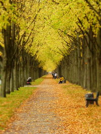 People walking on road amidst autumn trees