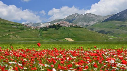 Red flowers blooming on field against green mountains