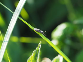 Close-up of insect on plant