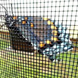 Close-up of bird in cage