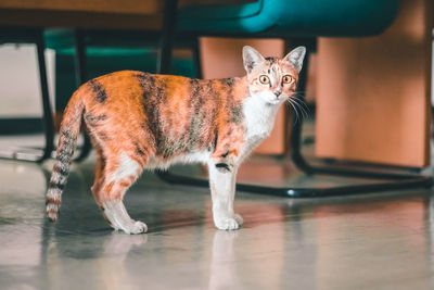 Portrait of cat on hardwood floor