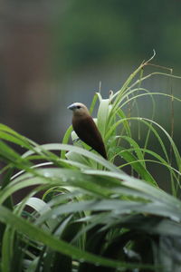 Close-up of bird perching on plant