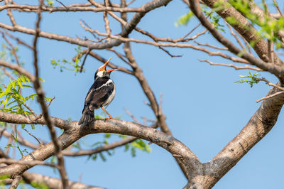 Low angle view of bird perching on tree