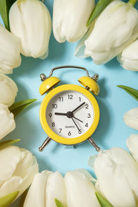 Yellow alarm clock and white tulips on a blue background. flat lay, top view,