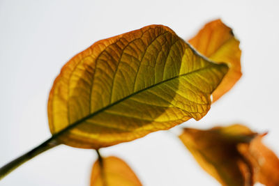 Close-up of autumnal leaves against white background