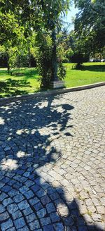 Shadow of tree on footpath in park