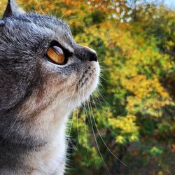 Close-up of a cat looking away