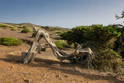 Driftwood on field against clear sky