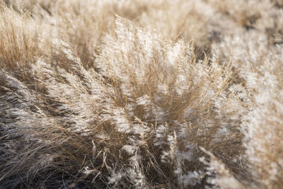 Full frame shot of dry plants