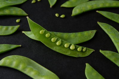 High angle view of green leaves on plant