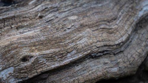 Full frame shot of tree trunk