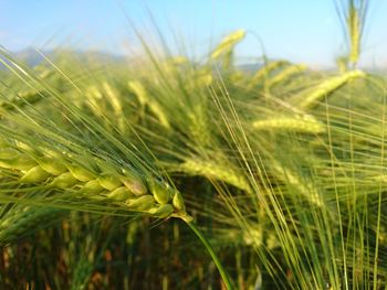 Close-up of wheat growing on field against sky