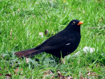 Close-up of bird perching on field