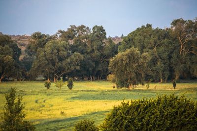 Trees on field against sky