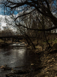 Bare trees by river