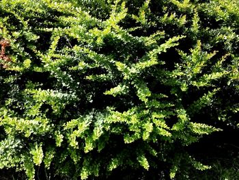 Low angle view of trees