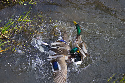 High angle view of birds in lake