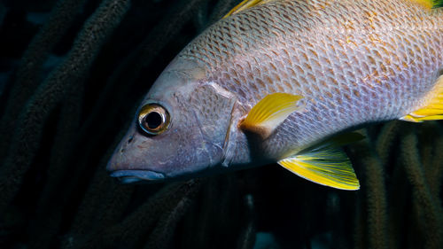 Close-up of fish swimming in sea