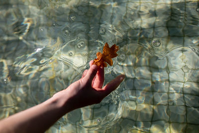 Cropped hand holding leaf in swimming pool