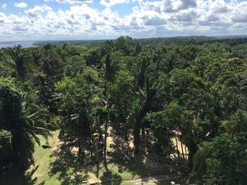 Trees in a forest